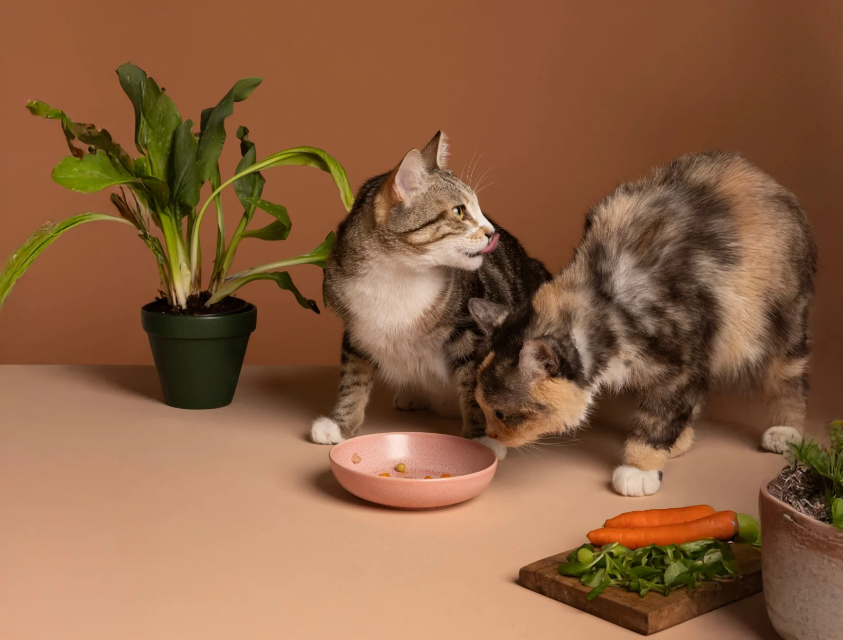 Kat met Doglife voedingskom